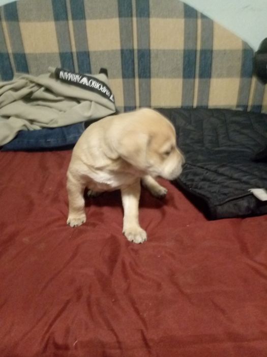 Продам щенят пітбуля