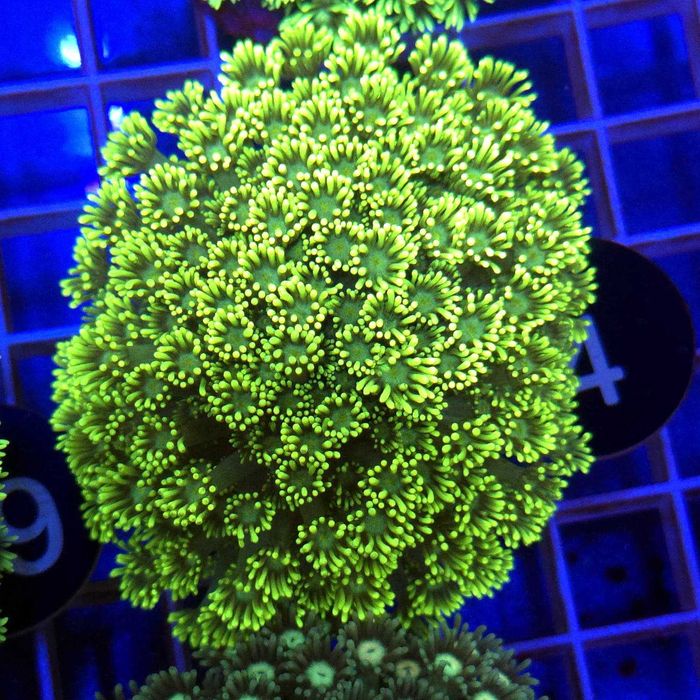 Goniopora Premium matecznik WYSIWYG #32