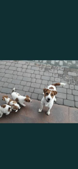 Jack Rusel Terier malutkie