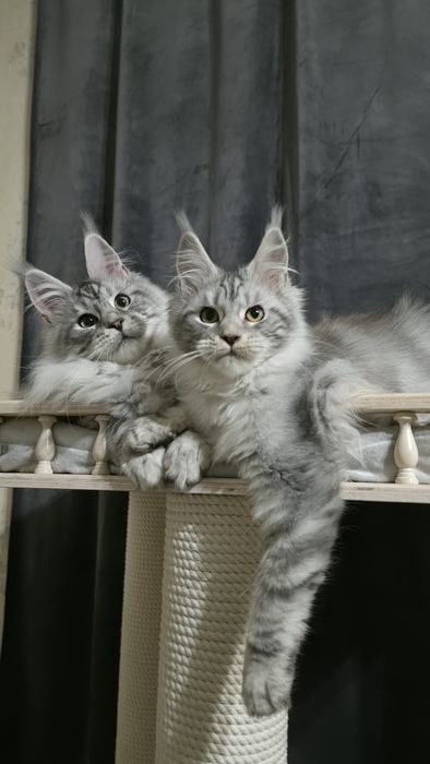 Чудове кошеня мейн кун родовід клубу