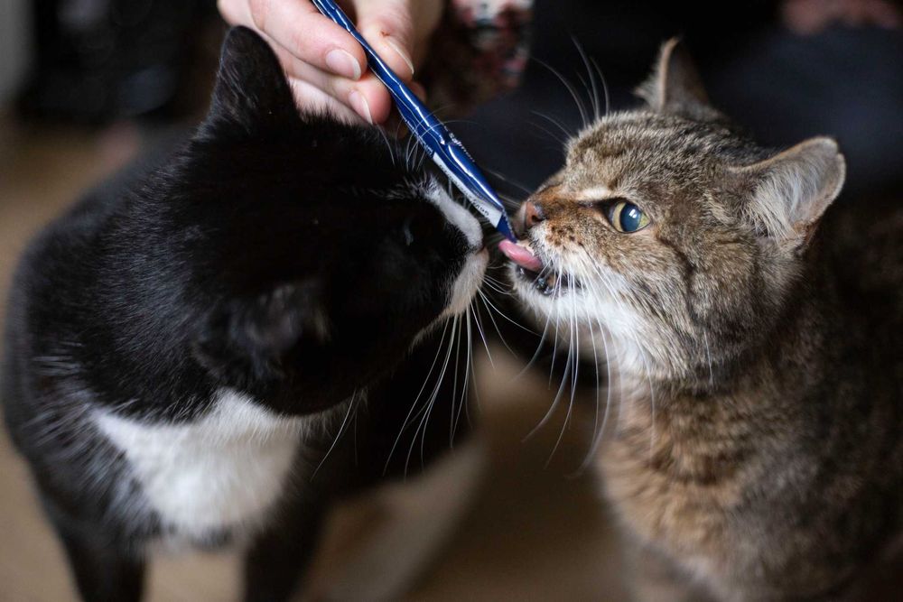 Mała Misia szuka wspólnego domu z Milusią! Fundacja "Stawiamy na Łapy"