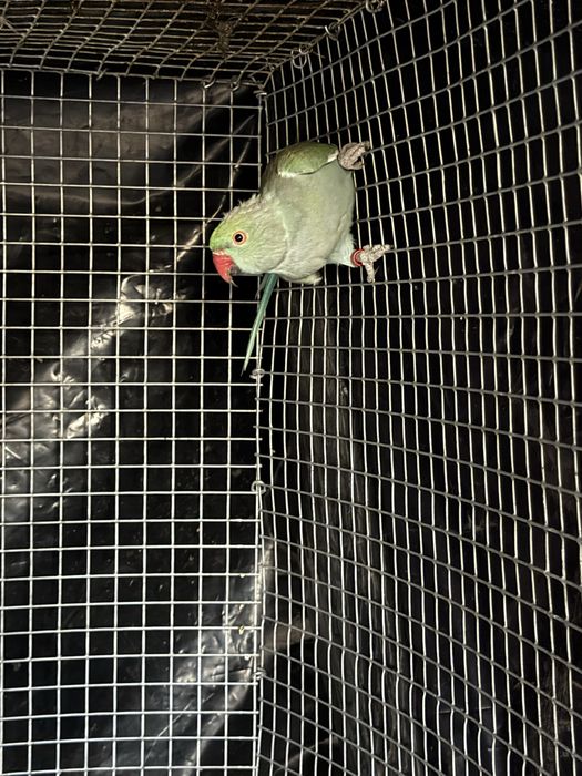 Vendo casal de ring necks de 2024