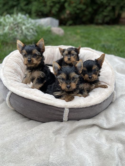 Неймовірні собачки йорки