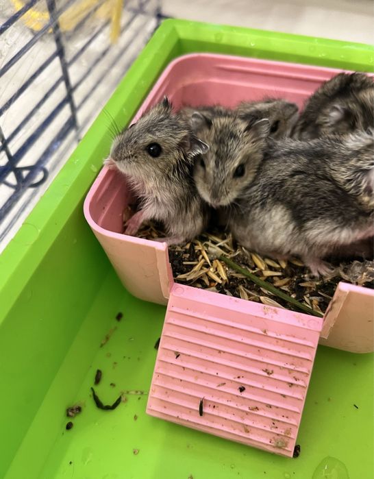 Продаються хомʼячки Джунгарики