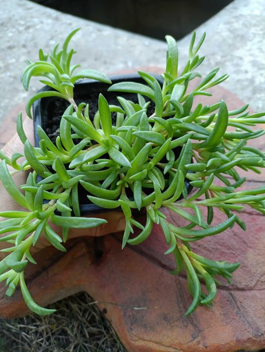 Делосперма. Грунтопокрівні рослини. Багаторічні квіти