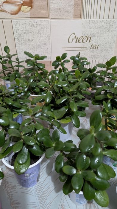 Товстянка, красула, грошове дерево