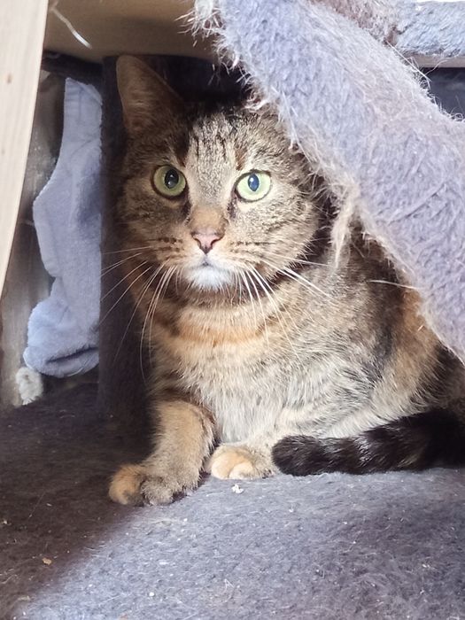 Szukamy domku dla Zezi