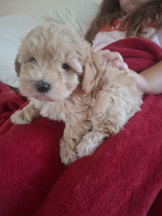 Maltipoo - śliczny piesek mini