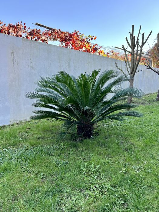 Sica - jardim - arvore