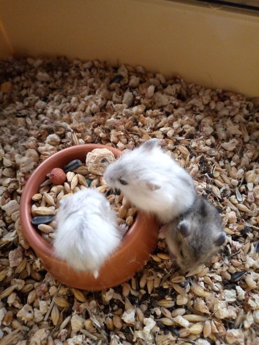 Хомячки Кременчуг