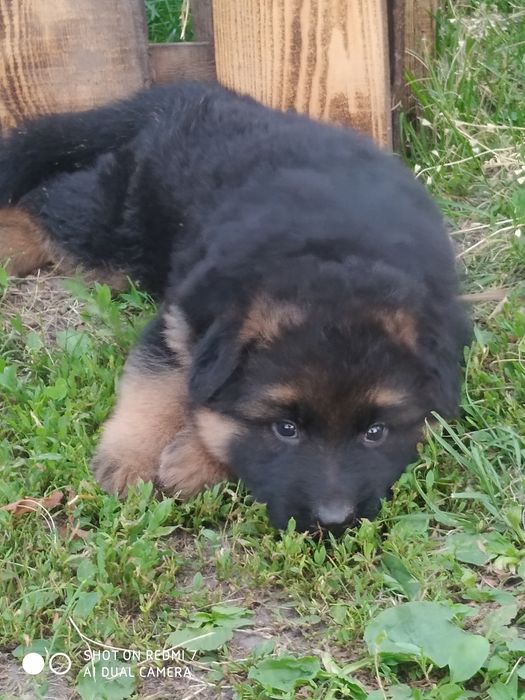 Німецька вівчарка вибір песикіа чорного і чепрачного кольору