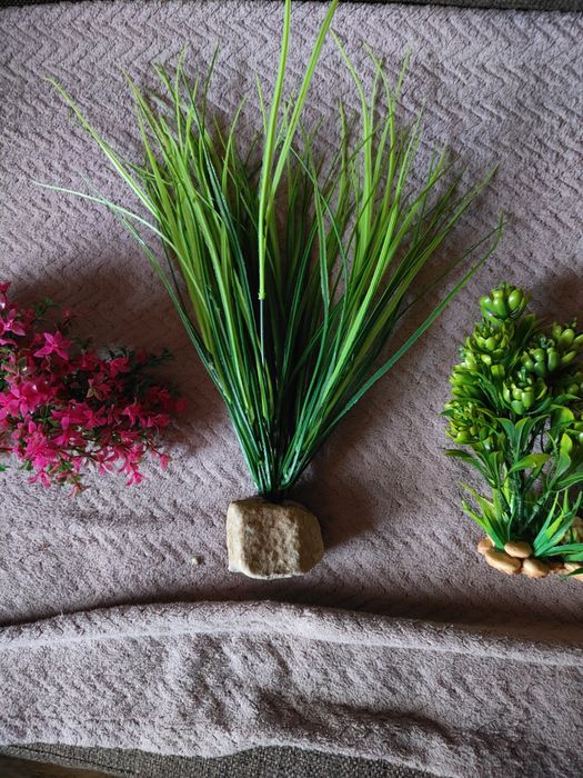 Rośliny do akwarium