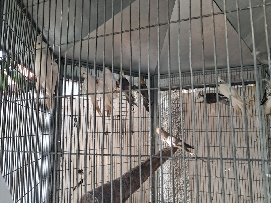 Caturras diversas mutações