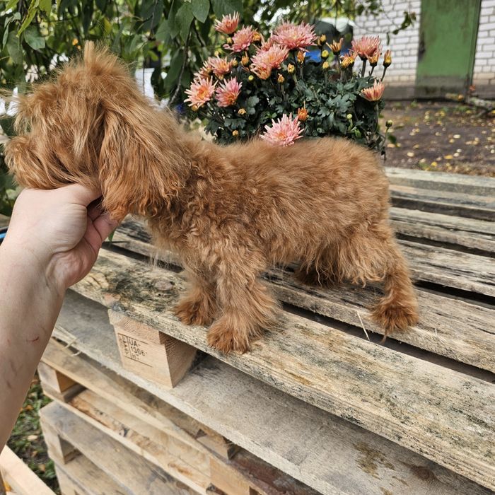 Хлопчики і дівчятка ред Браун мальтипу ф1