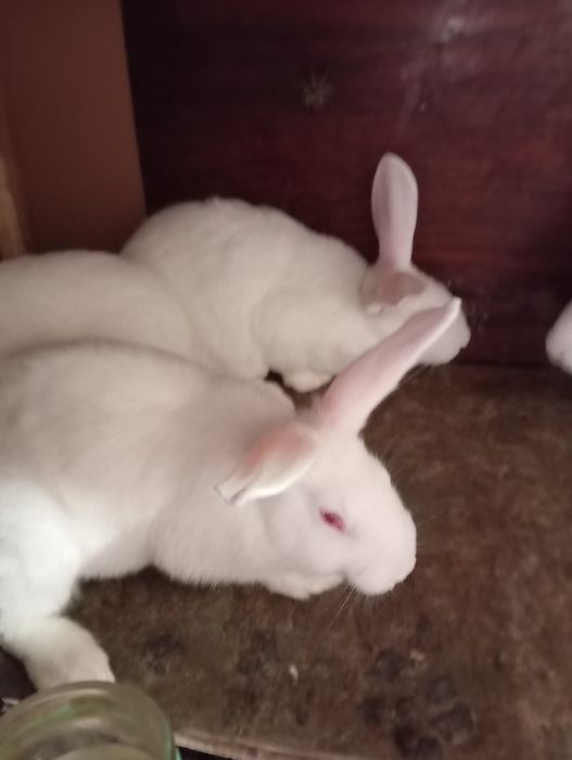 Кролі термонска біла