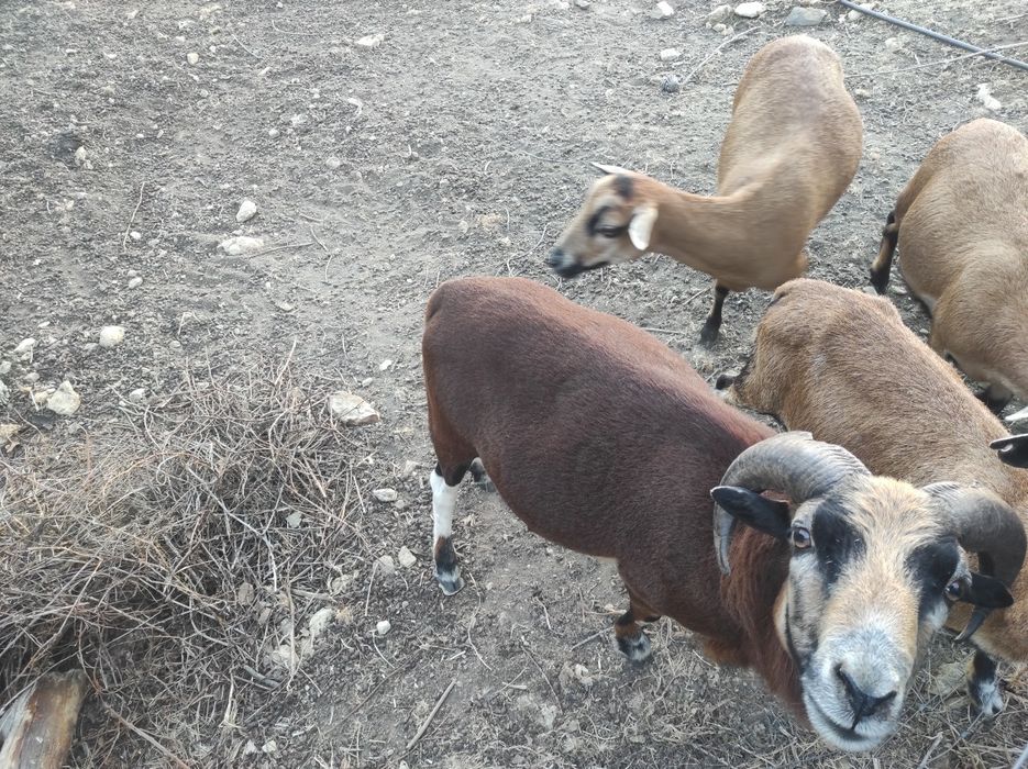 Ovelhas e carneiros