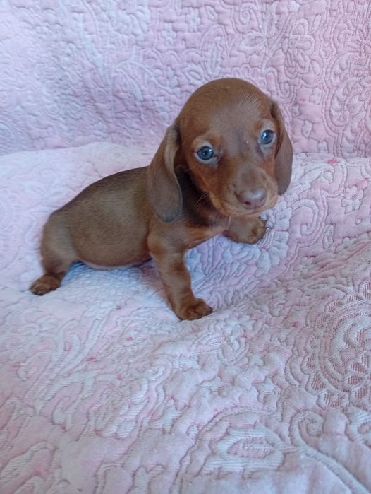 Exelente femia kaninchen arlequim