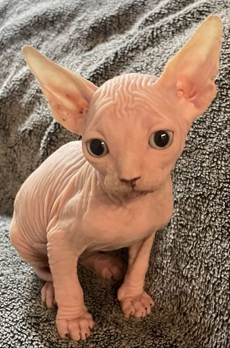 Gatinho Sphynx nascido 20/04
