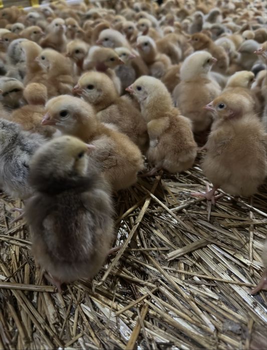 Продаж курчат та каченят