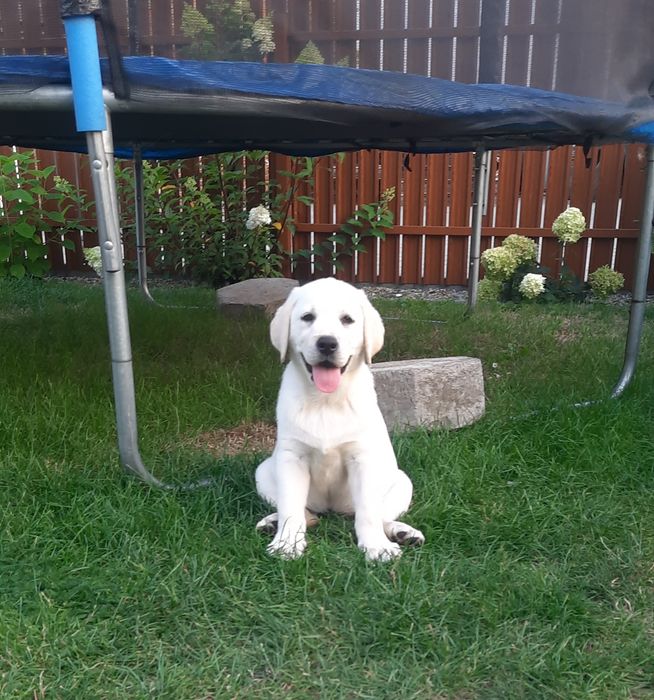 Labrador retriever biszkoptowy szczeniak  GOTOWY DO ODBIORU