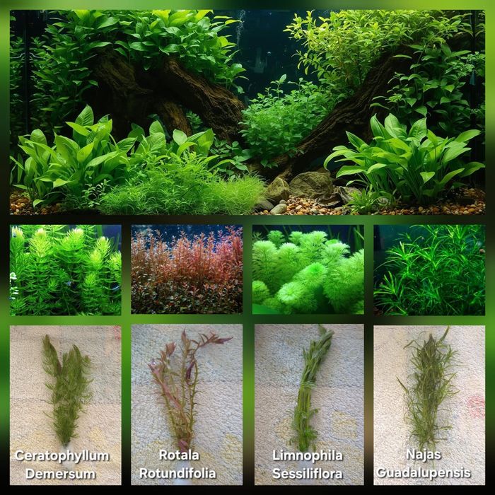 Pack 20x | 5 Espécies Plantas Aquário Low Tech