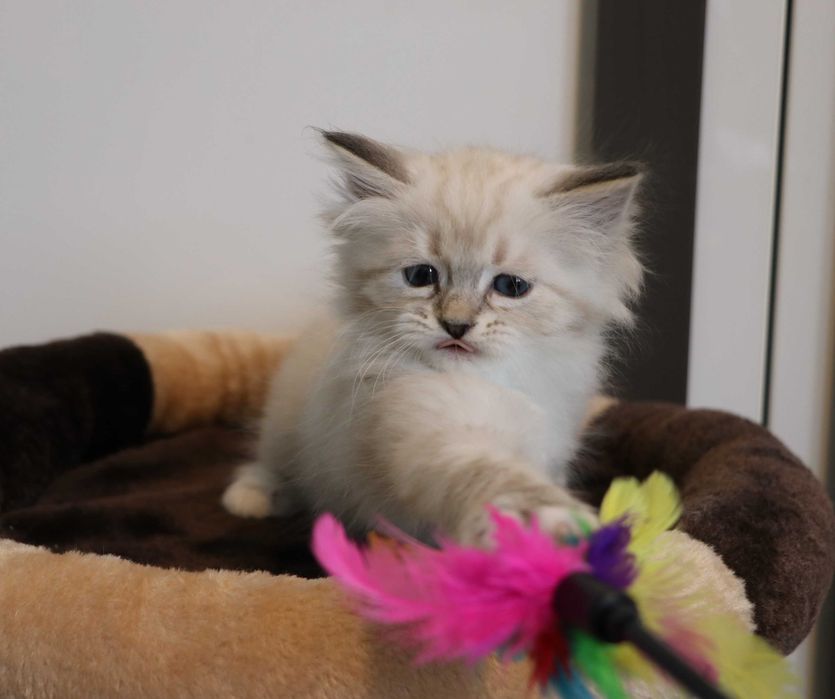 Śliczna kotka Neva Masquerade