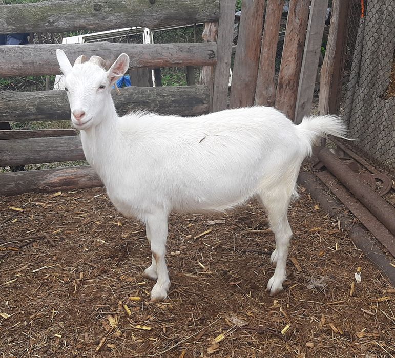 Заано-альпийские козы.