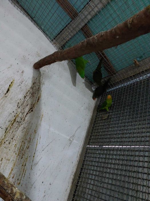 Cede-se vários Loris