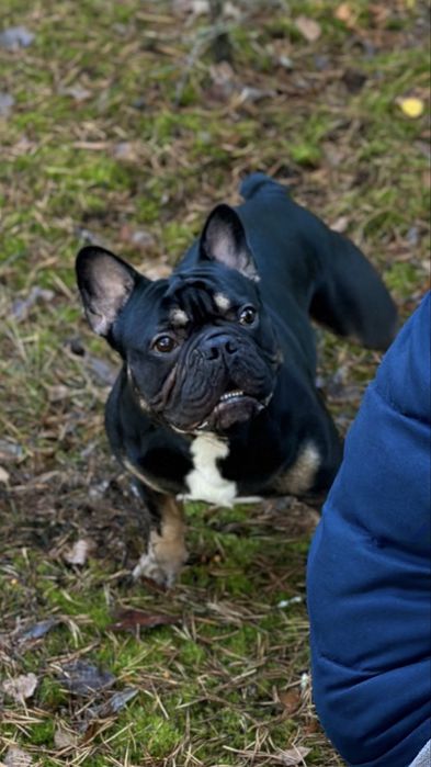 Вʼязка французького бульдога