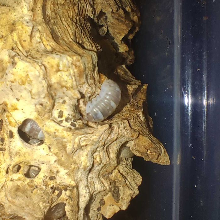 Isopods (Bichos-de-conta) 1/2