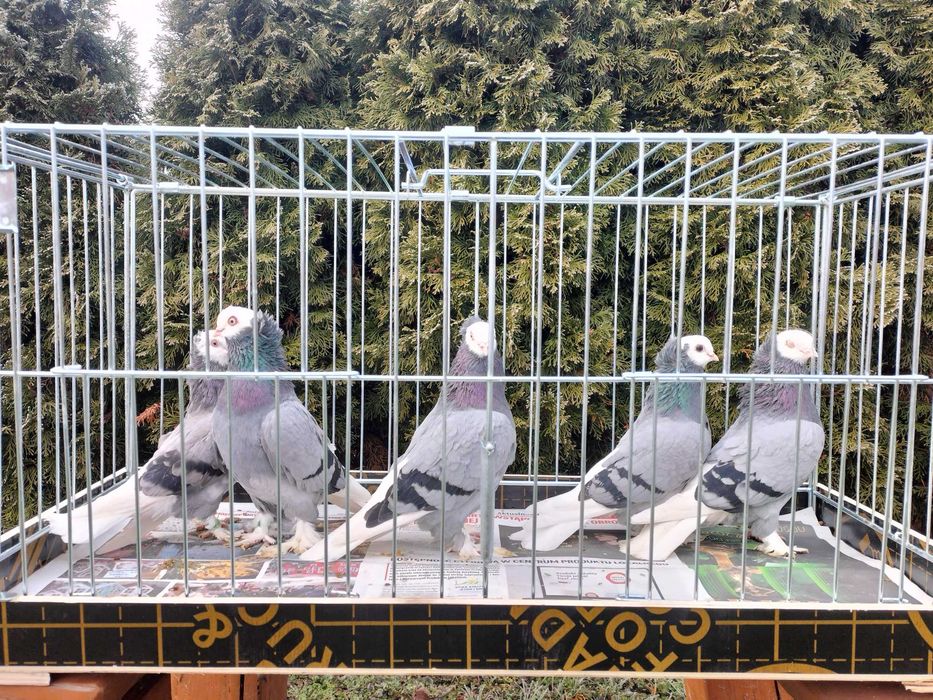 Białogłówka, Wajskopy śiwe Samce ,Samice