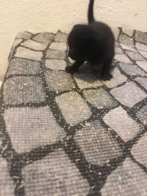 Dão se gatinhos para adoção responsavel