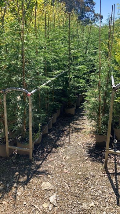 Cupressus Leylandii 200/300/400CM