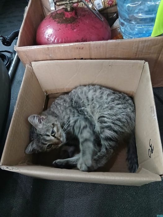 Котик тигровий красунчик