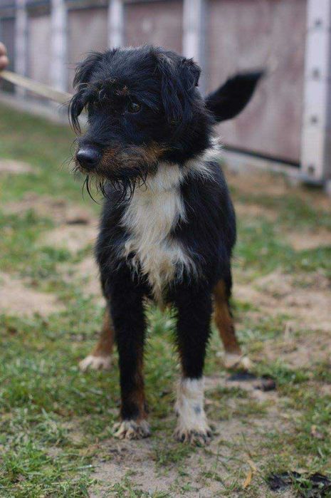 Tricolor CUDNY Rex od 2014 r w schronisku