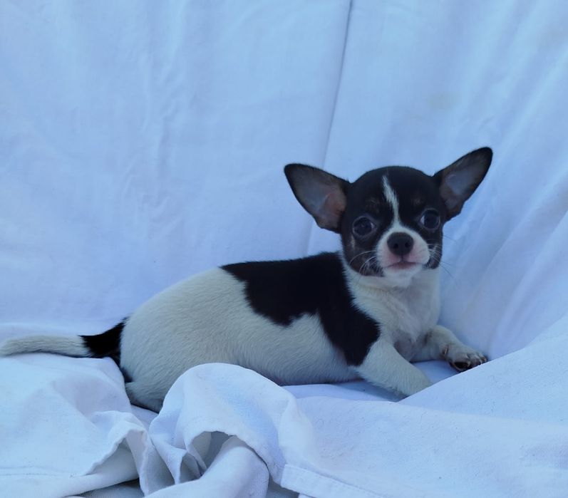 Chihuahua Fêmea pelo curto