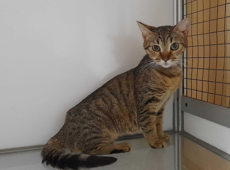 Кицюня в клітці ветеринарної клініки шукає домівку