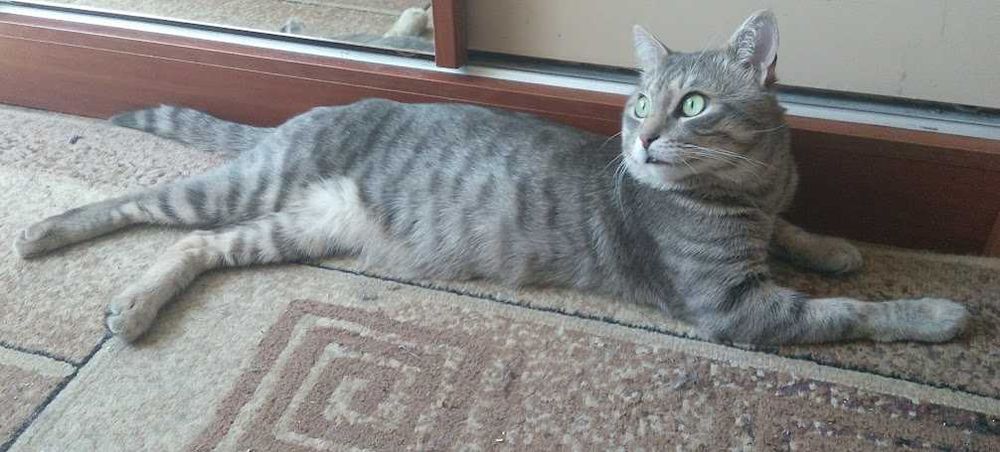 Трирічний Джонні шукає наречену