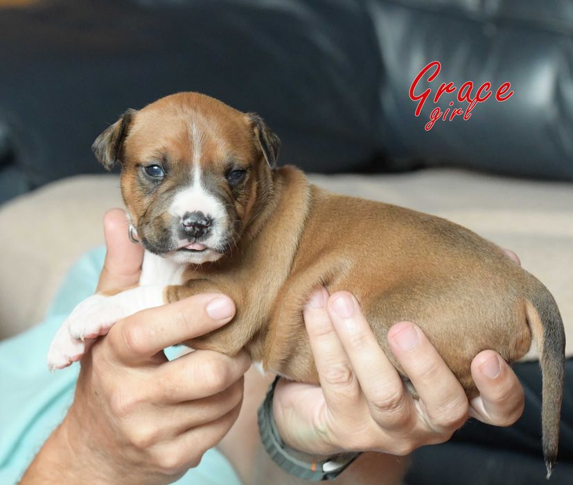 Amstaff top rodowód