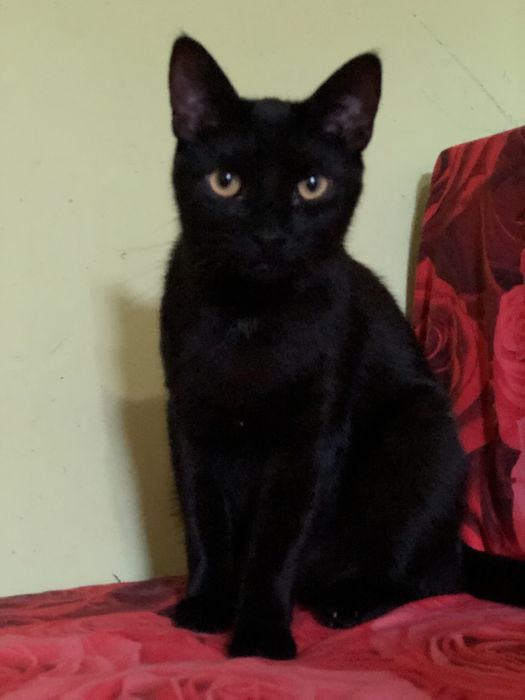 Котик 1 год бесплатно в семью