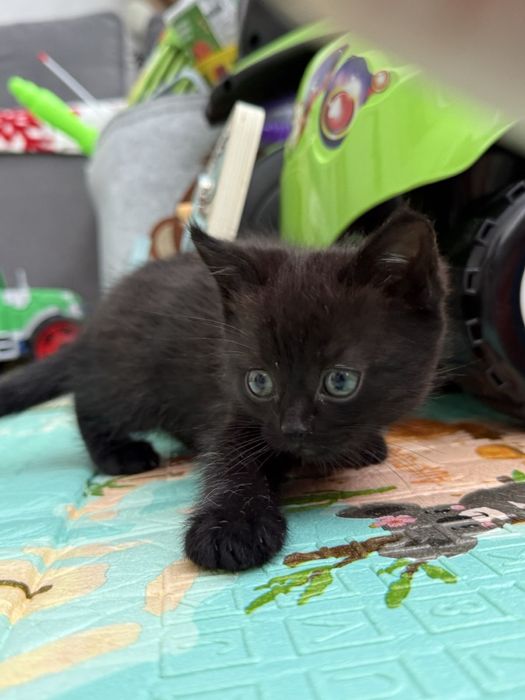 Шотландська дівчинка