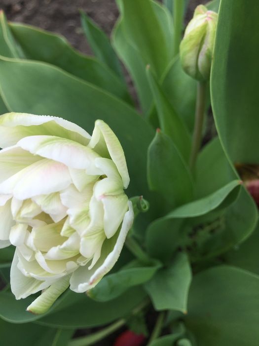 Цибулини тюльпанів , багаторічна лаванда (30-50 гр кущі)