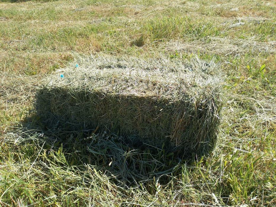 Vendo fardos de feno bom preço