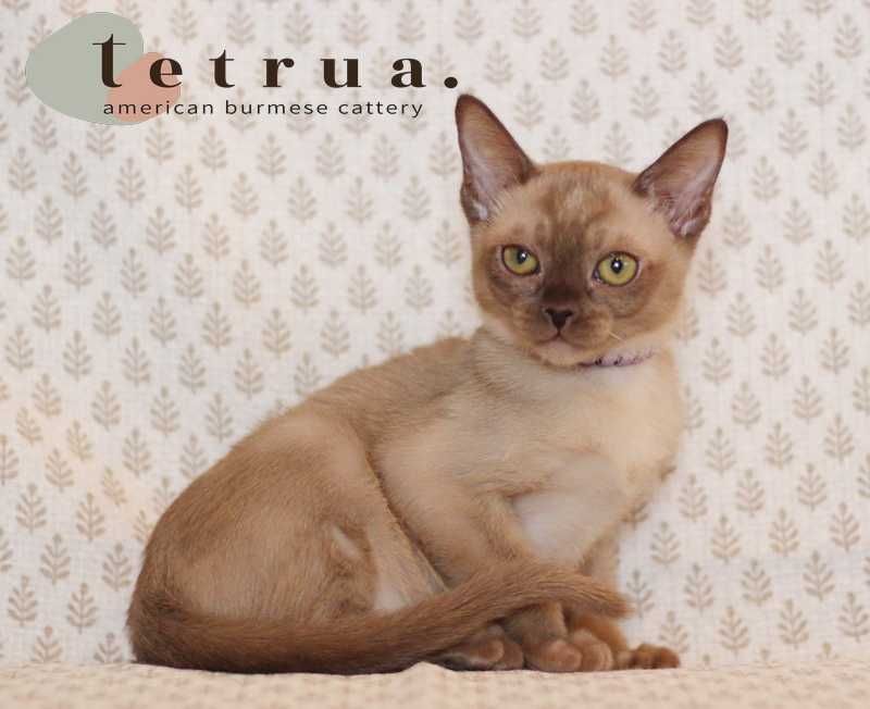 Девчулька американской бурмы!