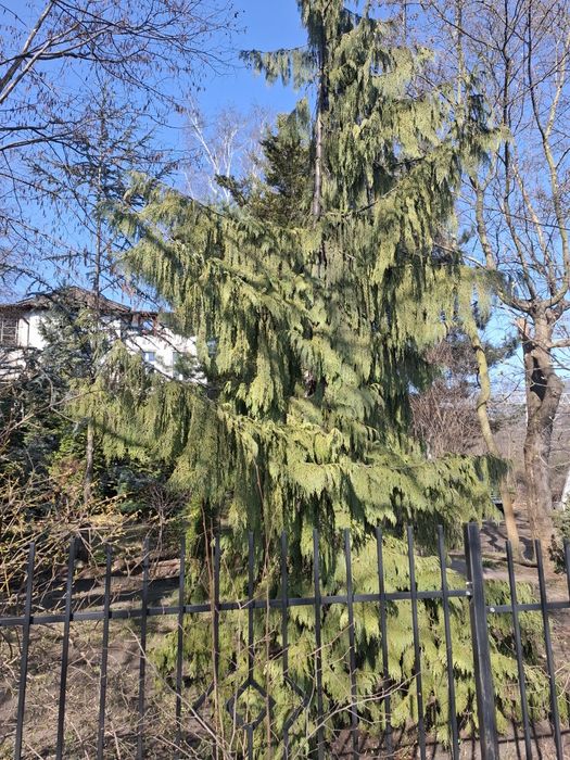 Do sprzedania duże drzewo Cyprysik nitkalski Pendula malownicza placzą