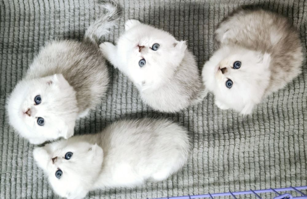 Шотландские котята серебристая шиншилла срібна шиншила кошенята