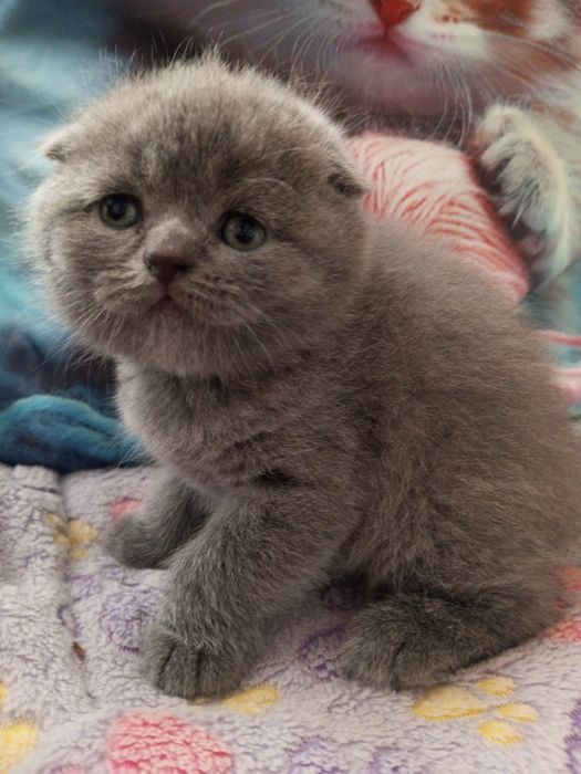Вислоухие котята