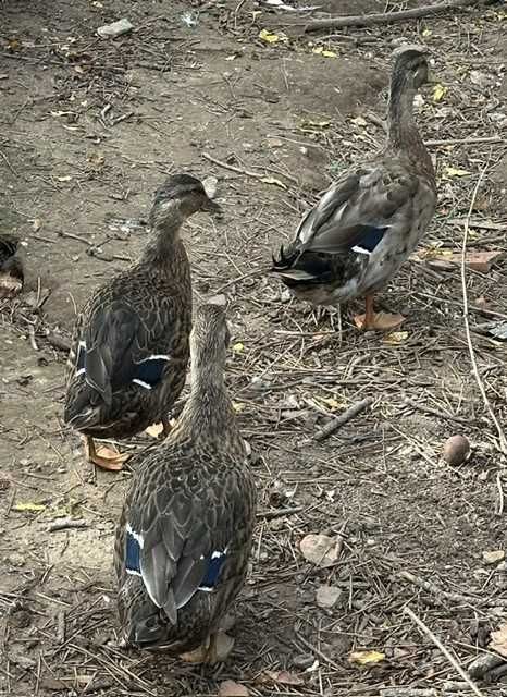 Patos Reais de 2026