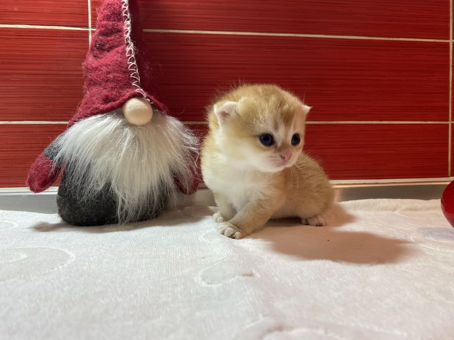 Шотландскі кошенята золота шиншилла