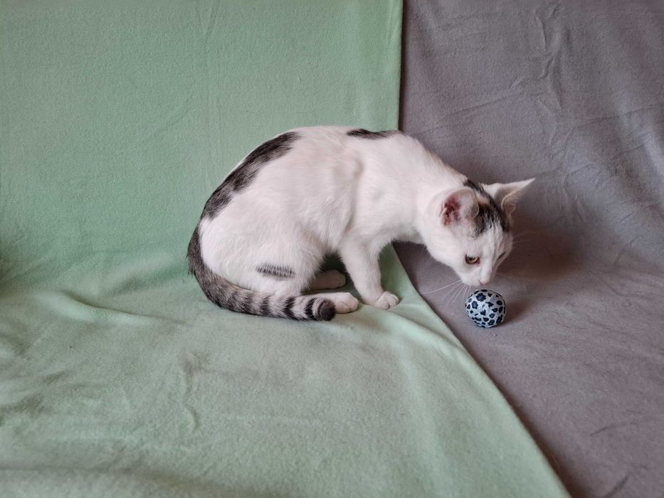 Wspaniały dwupak szuka domu